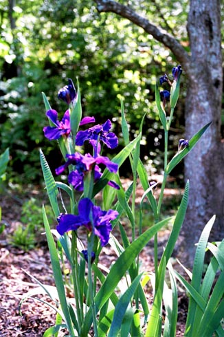 Gainesville Florida Blue Flowers in the Grass   Copyright Ernest J. Bordini, Ph.D.