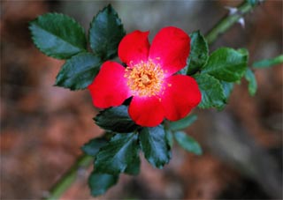 little red rose - all rights reserved Ernest J. Bordini, Ph.D.