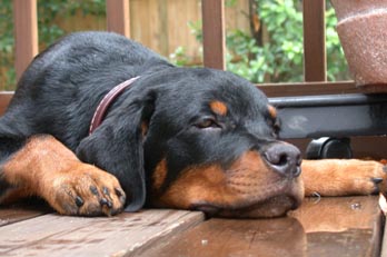 rott puppy all rights reserved Ernest J. Bordini, Ph.D.