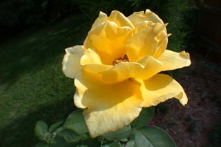 yellow rose gainesville - all rights reserved Ernest J. Bordini, Ph.D.