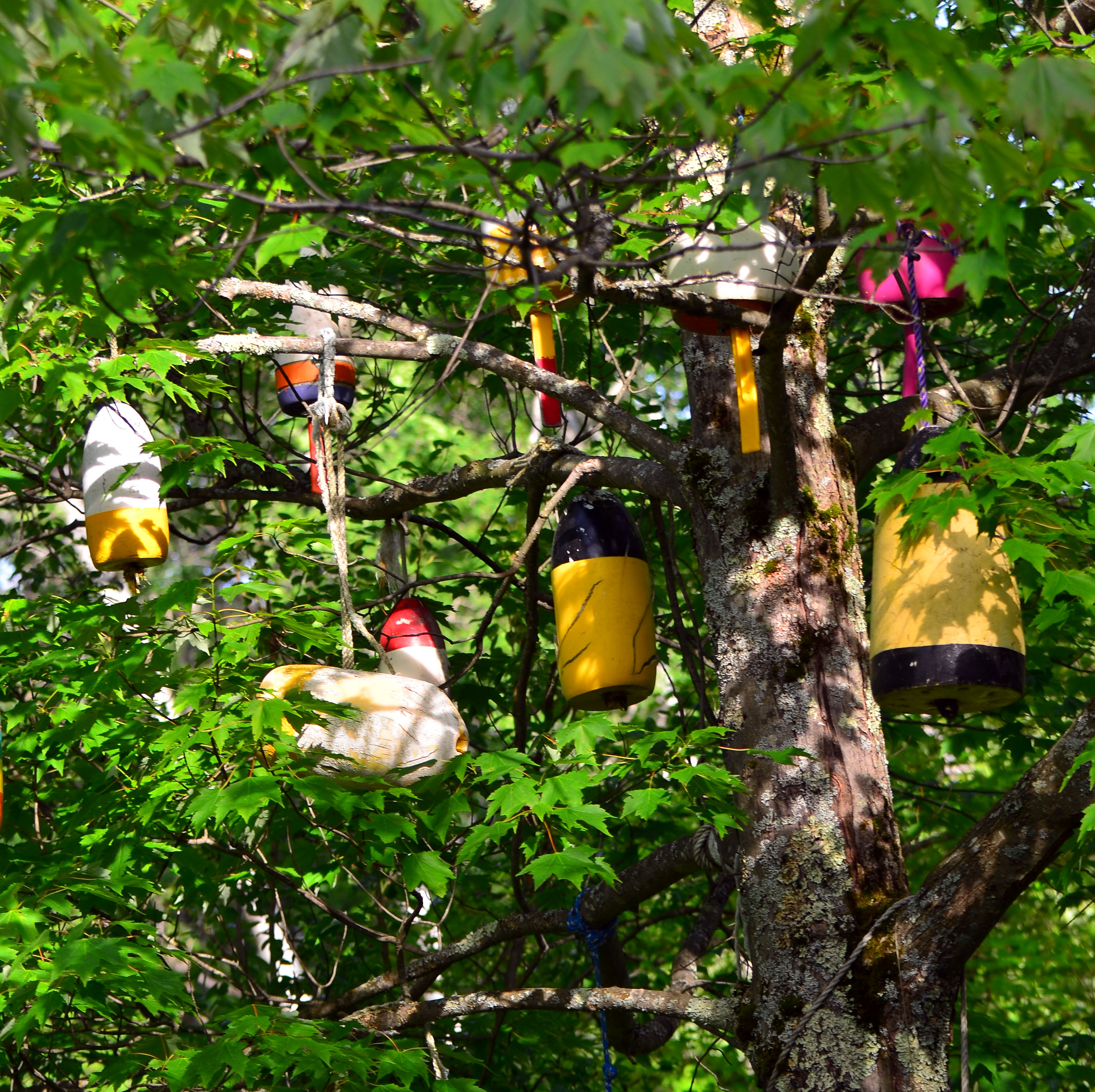 bouys in trees vermont  all rights reserved Ernest J. Bordini, Ph.D.  Clinical Psychology Associates of North Central Florida