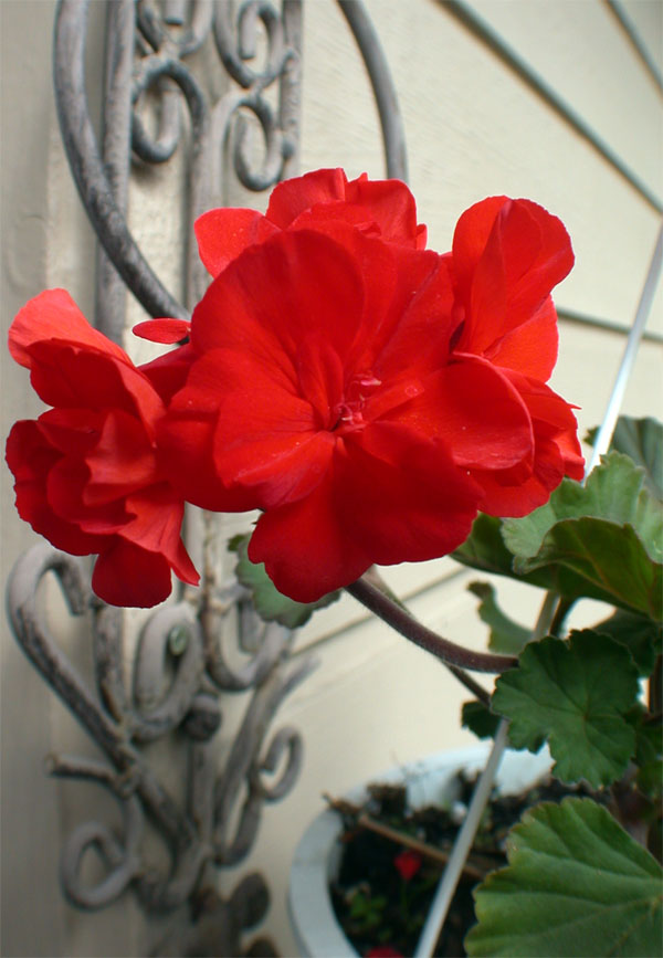 gainesville geranium - photography all rights reserved Ernest J. Bordini, Ph.D.