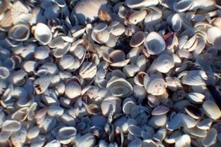 shells - all rights reserved Ernest J. Bordini, Ph.D.